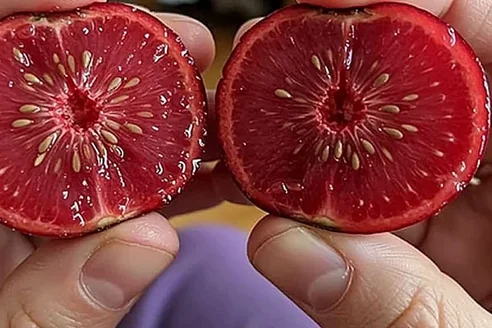 Klikva velkoplodá a přírodní podpora močových cest